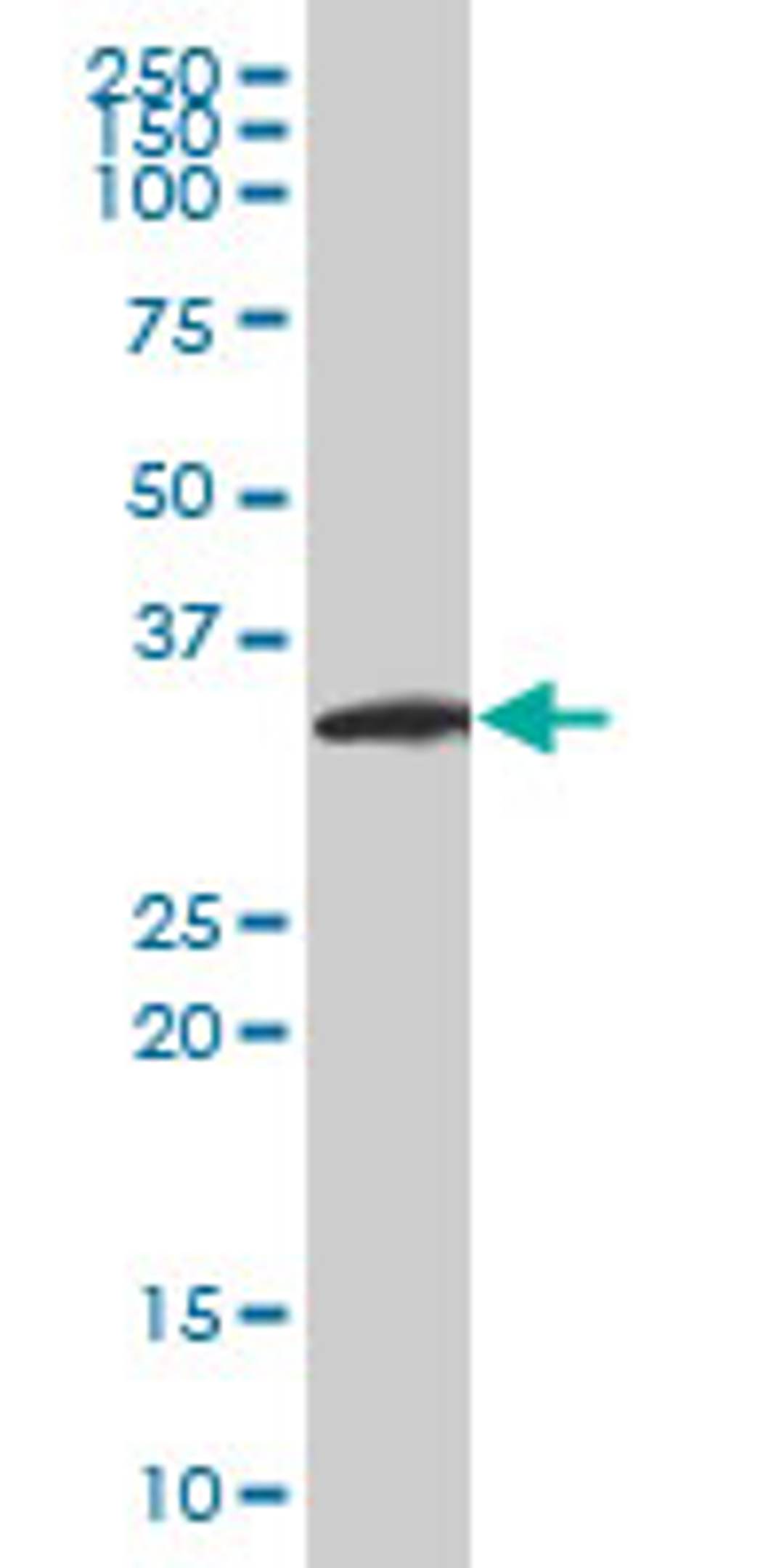 Western Blot analysis of NEUROGENIN 2 expression in H9c2(2-1) 