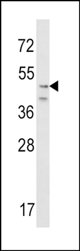 Western blot analysis of CRHR2 Antibody in NIH-3T3 cell line lysates (35ug/lane)