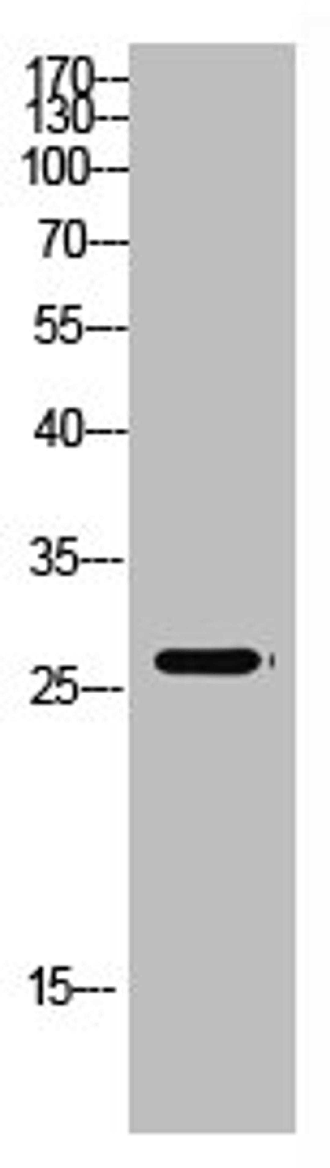 Western Blot analysis of mouse-kidney cells using Antibody diluted at 500. Secondary antibody  was diluted at 1:20000