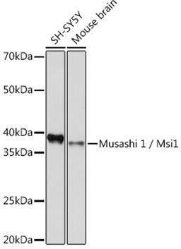 Western blot - Musashi 1 / Msi1 Rabbit mAb (A9122)