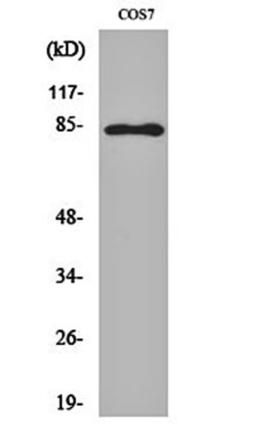 Western blot analysis of COS7 cell lysates using Stat1 (phospho-Y701) antibody