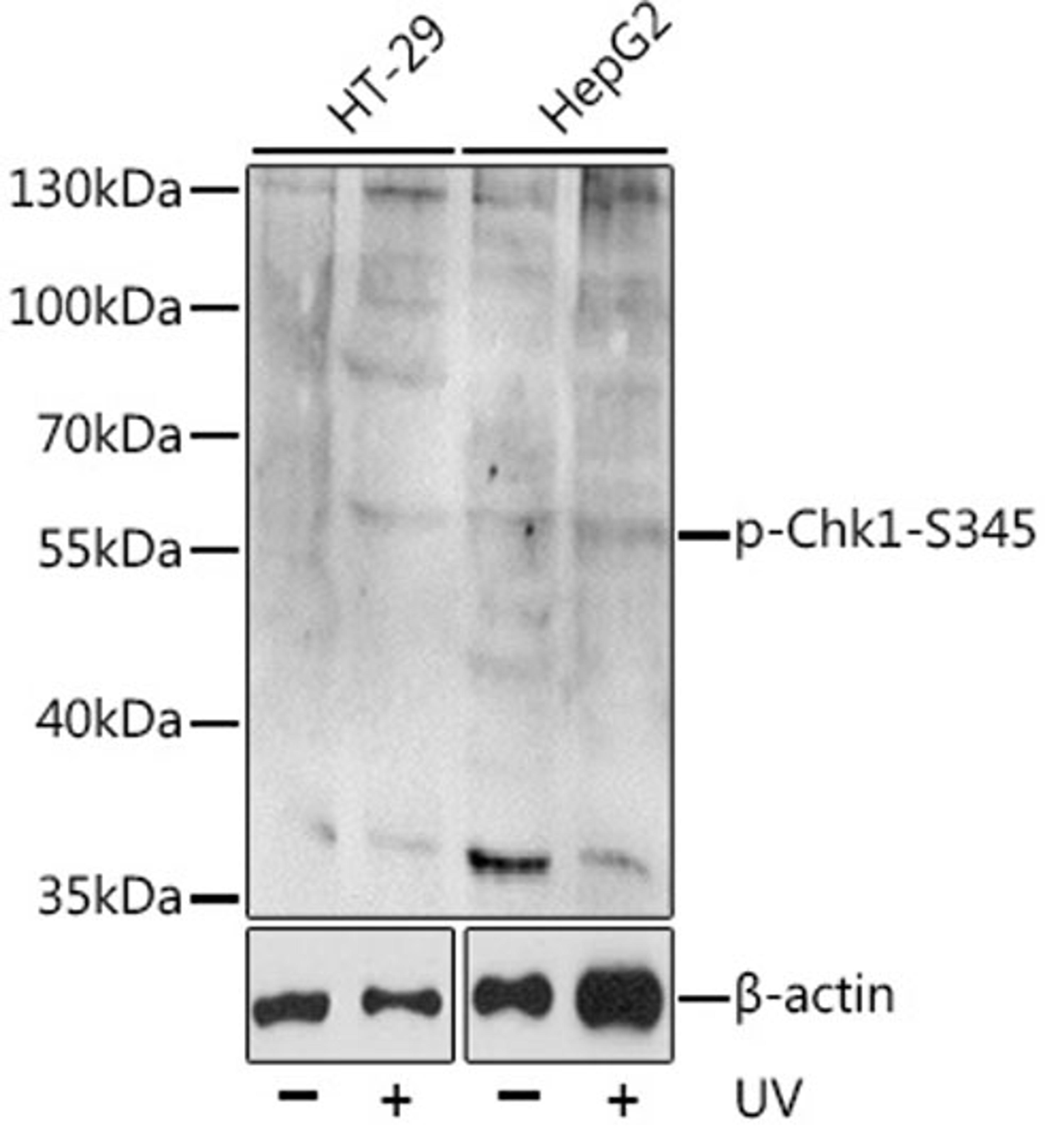 Western blot - Phospho-Chk1-S345 antibody (AP0578)