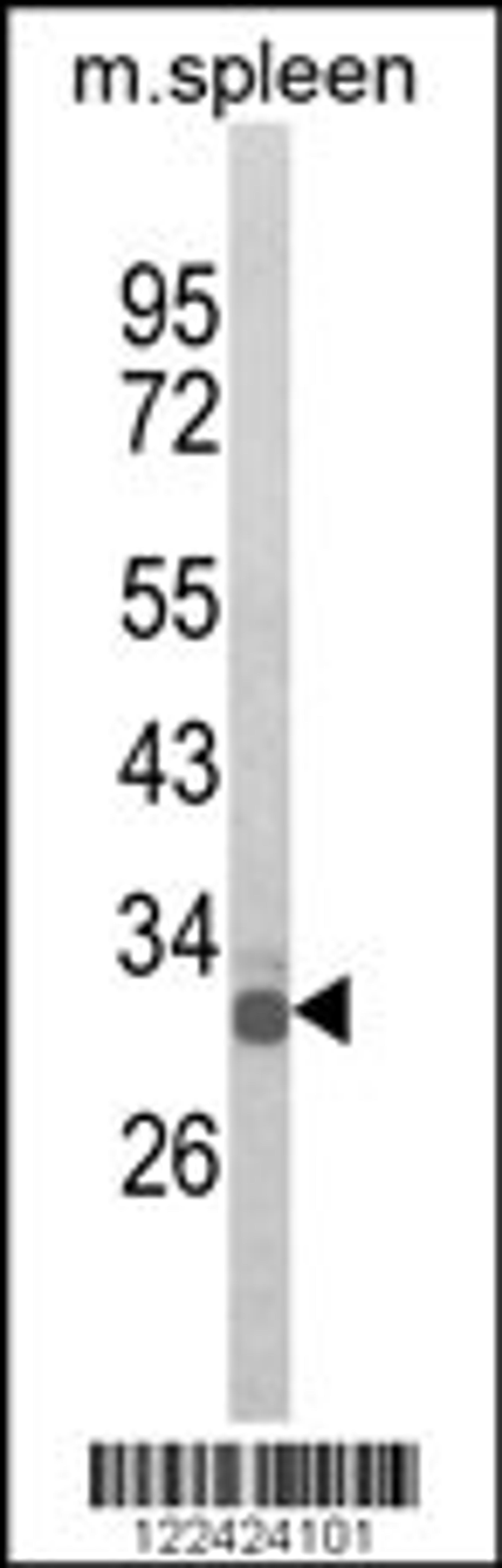 Western blot analysis of OLIG3 Antibody in mouse spleen tissue lysates (35ug/lane)