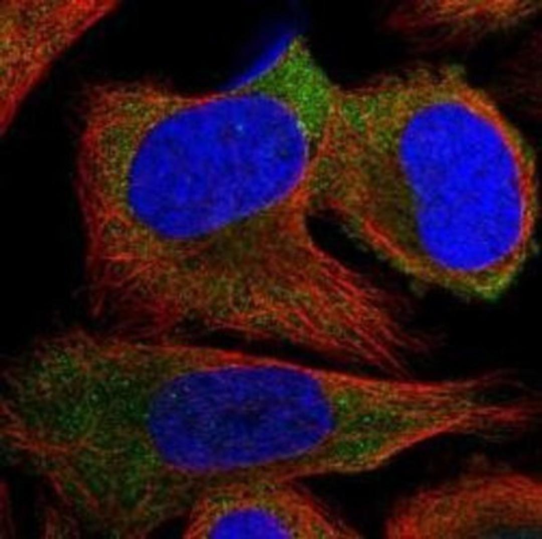 Immunocytochemistry/Immunofluorescence: PSMF1 Antibody [NBP1-80910] - U-2 OS cells stained with  shows localization in cytoplasm.