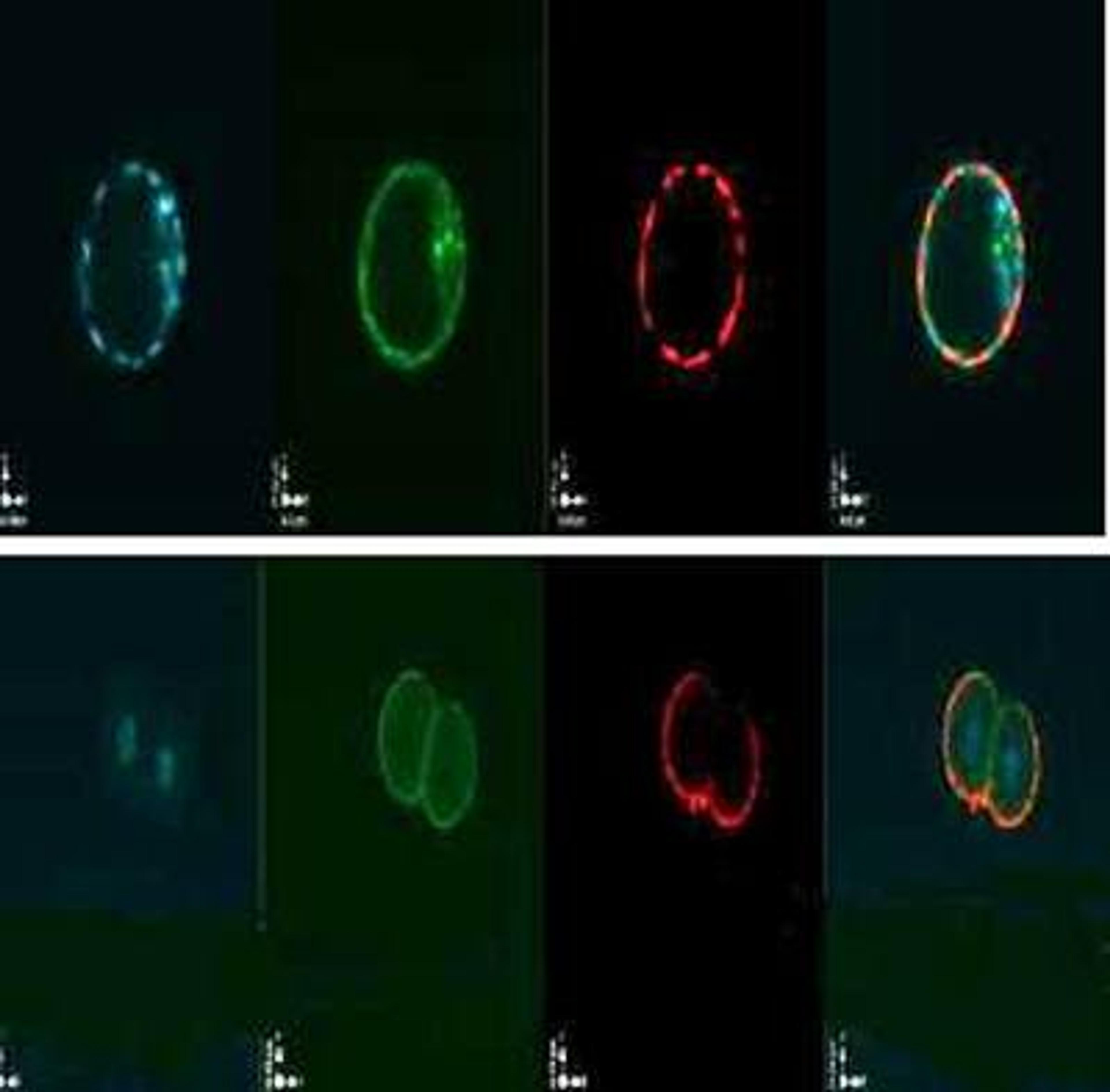 Immunofluorescence analysis of mouse blastocyst and 2-cell stage embryo (red) using MATER antibody