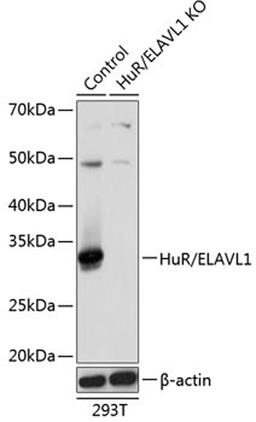 Western blot - HuR / ELAVL1 antibody (A19622)