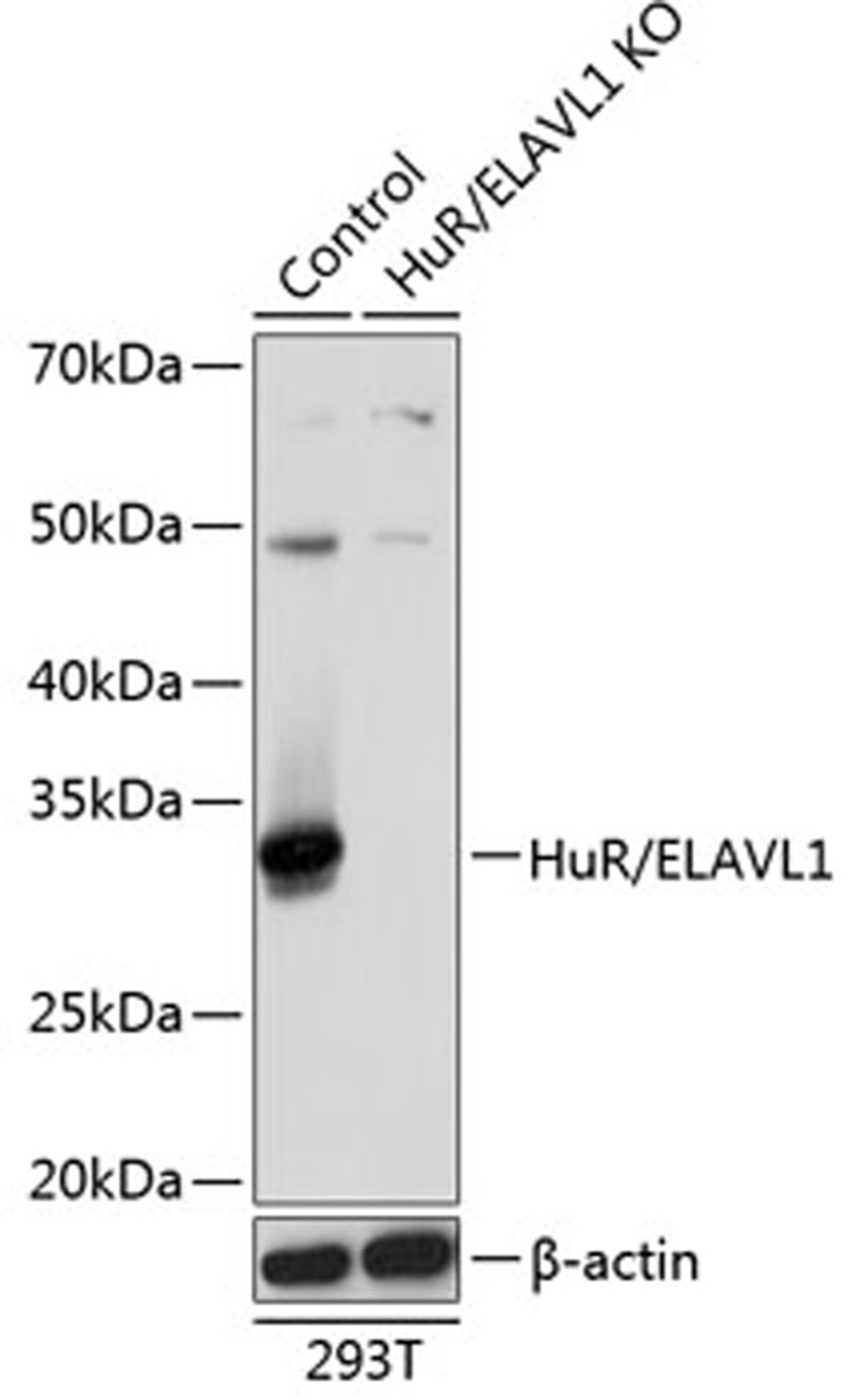 Western blot - HuR / ELAVL1 antibody (A19622)