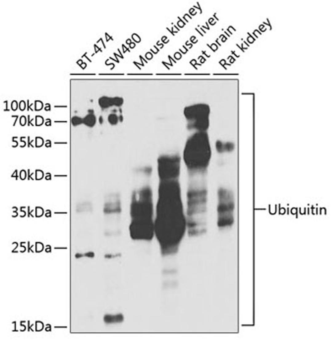 Western blot - Ubiquitin antibody (A2129)