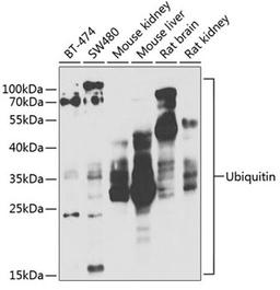 Western blot - Ubiquitin antibody (A2129)