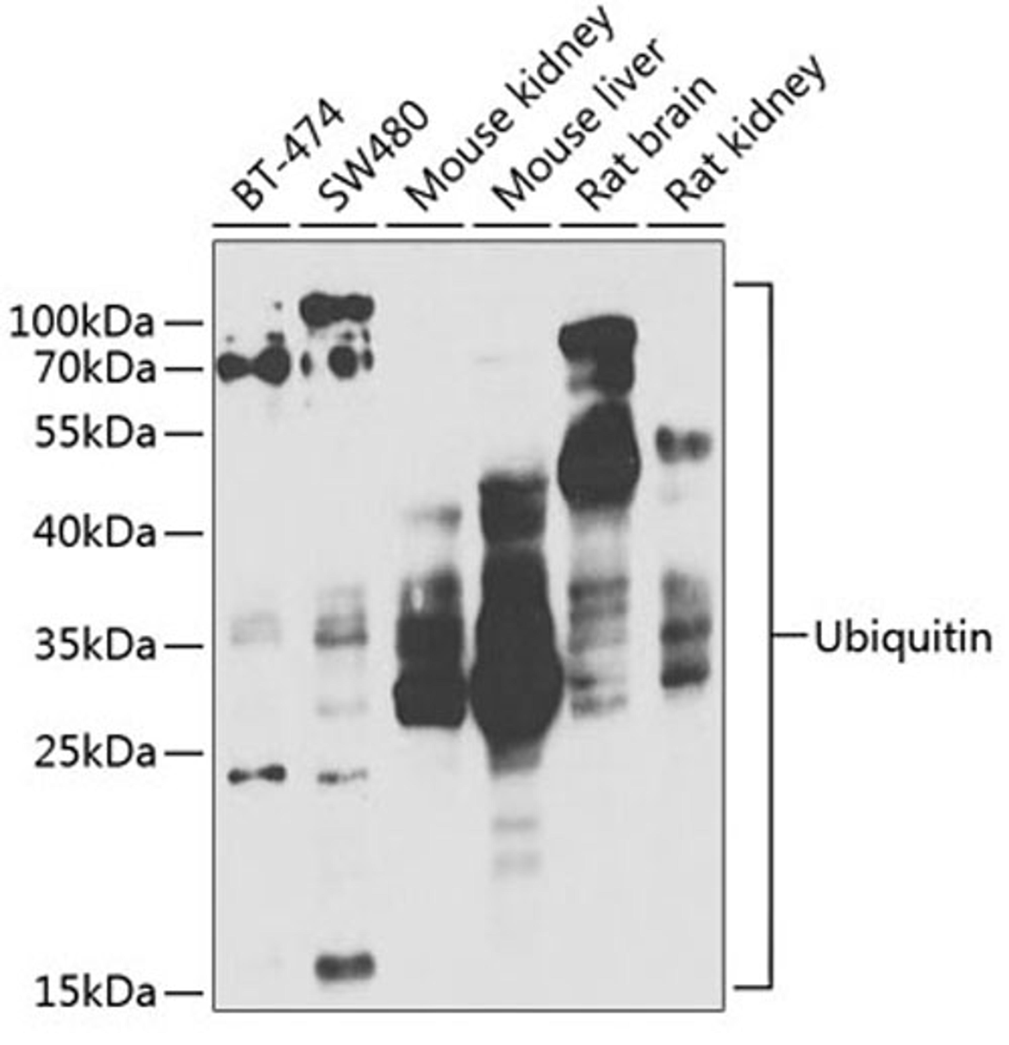 Western blot - Ubiquitin antibody (A2129)