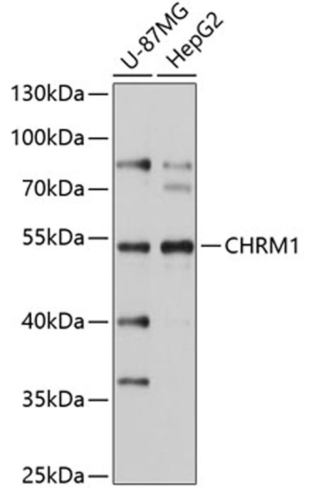 Western blot - CHRM1 antibody (A1598)