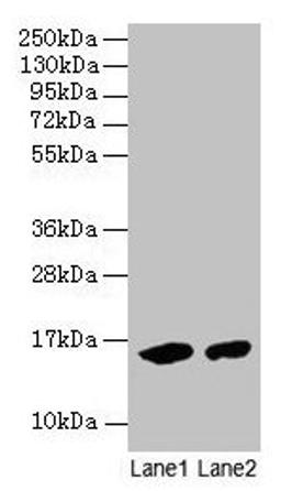 Western blot. All lanes: Mouse Hemoglobin antibody at 2µg/ml. Lane 1: Mouse serum at 1: 100. Lane 2: Mouse serum at 1: 1000. Secondary. Goat polyclonal to rabbit IgG at 1/15000 dilution. Predicted band size: 16 kDa. Observed band size: 16 kDa