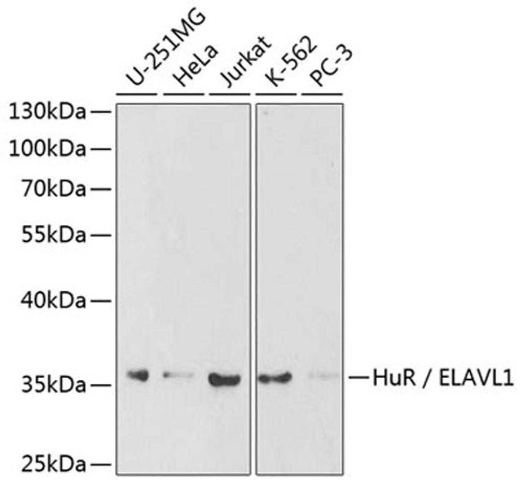 Western blot - HuR / ELAVL1 antibody (A1608)