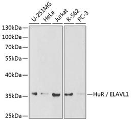 Western blot - HuR / ELAVL1 antibody (A1608)