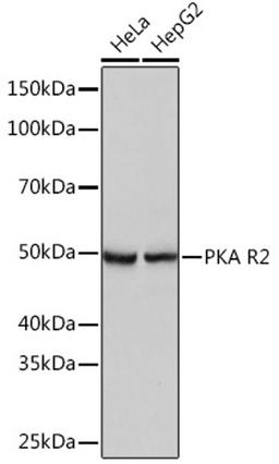 Western blot - PKA R2 Rabbit mAb (A3889)