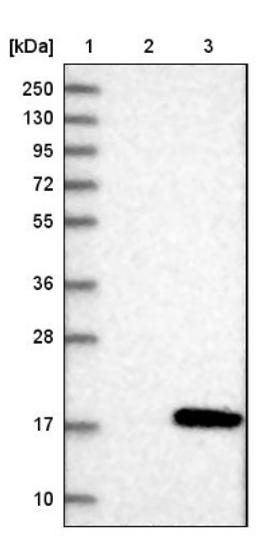 Western Blot: FAM19A1 Antibody [NBP1-80702] - Lane 1: Marker [kDa] 250, 130, 95, 72, 55, 36, 28, 17, 10<br/>Lane 2: Negative control (vector only transfected HEK293T lysate)<br/>Lane 3: Over-expression lysate (Co-expressed with a C-terminal myc-DDK tag (~3.1 kDa) in mammalian HEK293T cells, LY403887)