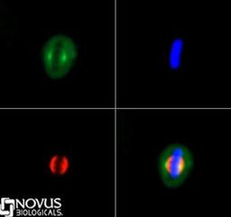 Immunocytochemistry/Immunofluorescence: Kif2a Antibody [NB500-180] - Kif2a antibody was tested in HeLa cells with DyLight 488 (green). Nuclei and alpha-tubulin were counterstained with DAPI (blue) and Dylight 550 (red).