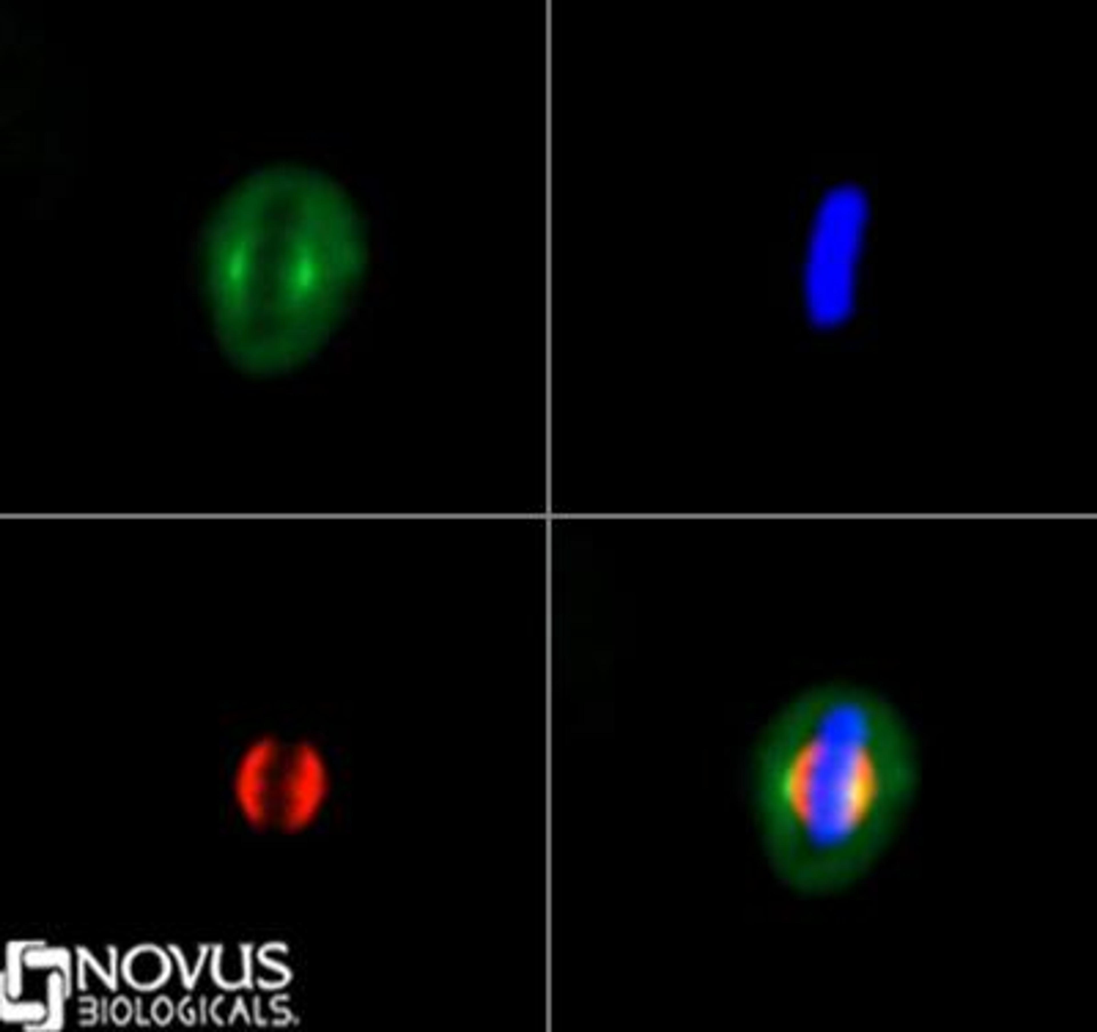 Immunocytochemistry/Immunofluorescence: Kif2a Antibody [NB500-180] - Kif2a antibody was tested in HeLa cells with DyLight 488 (green). Nuclei and alpha-tubulin were counterstained with DAPI (blue) and Dylight 550 (red).