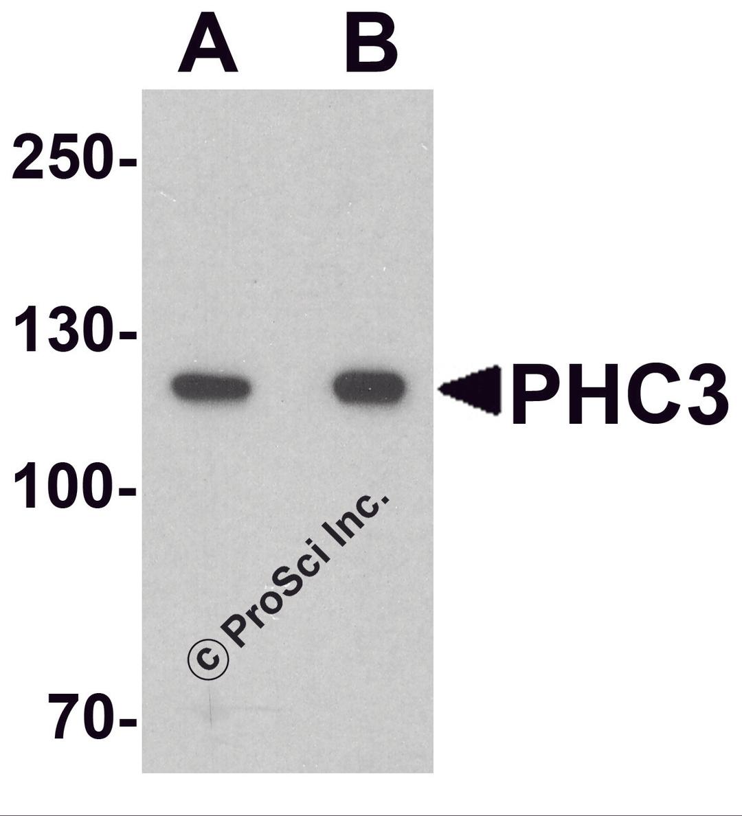 Western blot analysis of PHC3 in 3T3 cell lysate with PHC3 antibody at (A) 1 and (B) 2 μg/ml.