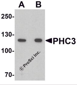 Western blot analysis of PHC3 in 3T3 cell lysate with PHC3 antibody at (A) 1 and (B) 2 μg/ml.