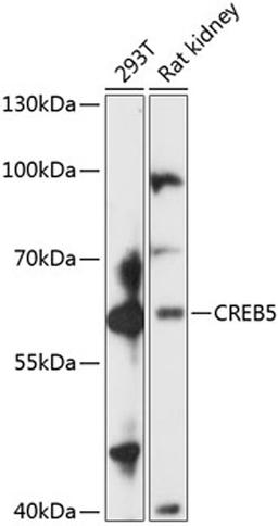 Western blot - CREB5 antibody (A14635)