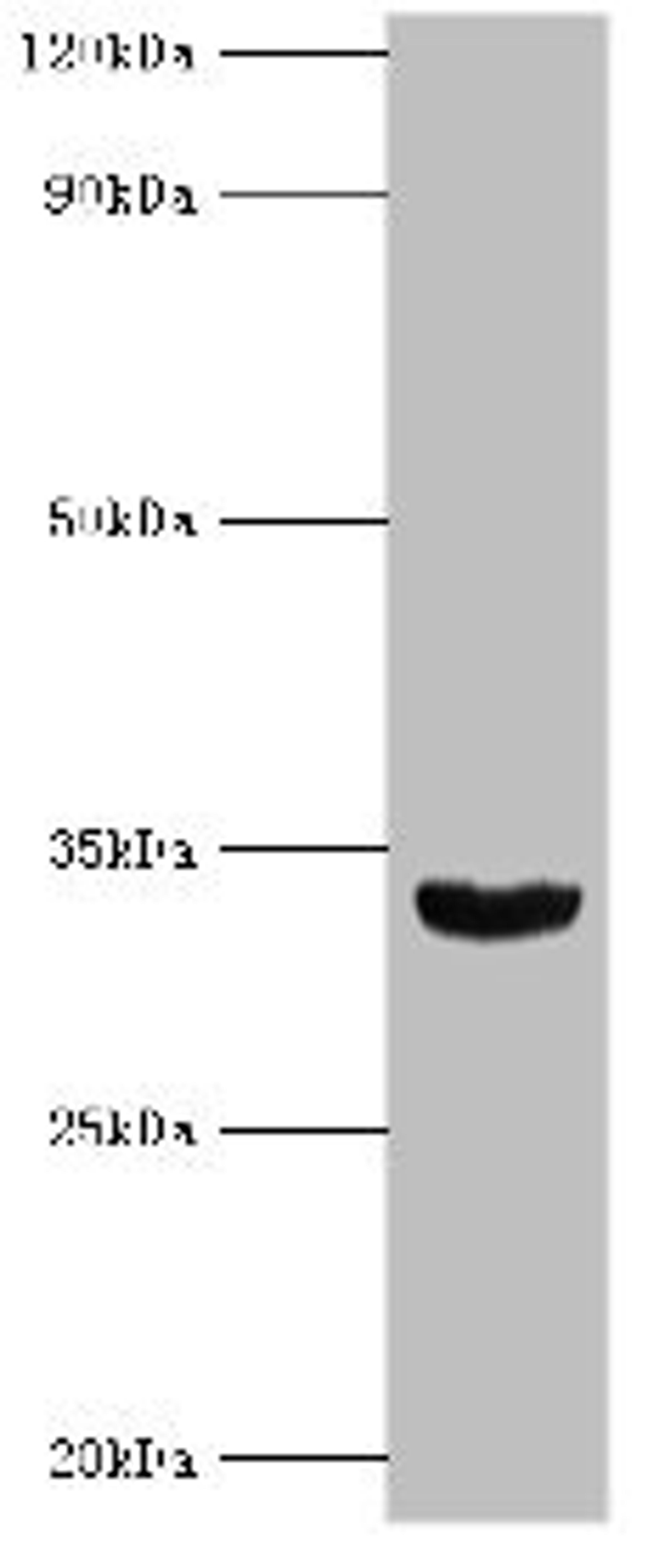 Western blot. All lanes: Homeobox protein Hox-B1 antibody at 9ug/ml + Mouse liver tissue. Secondary. Goat polyclonal to rabbit IgG at 1/10000 dilution. Predicted band size: 33, 25 kDa. Observed band size: 33 kDa. 