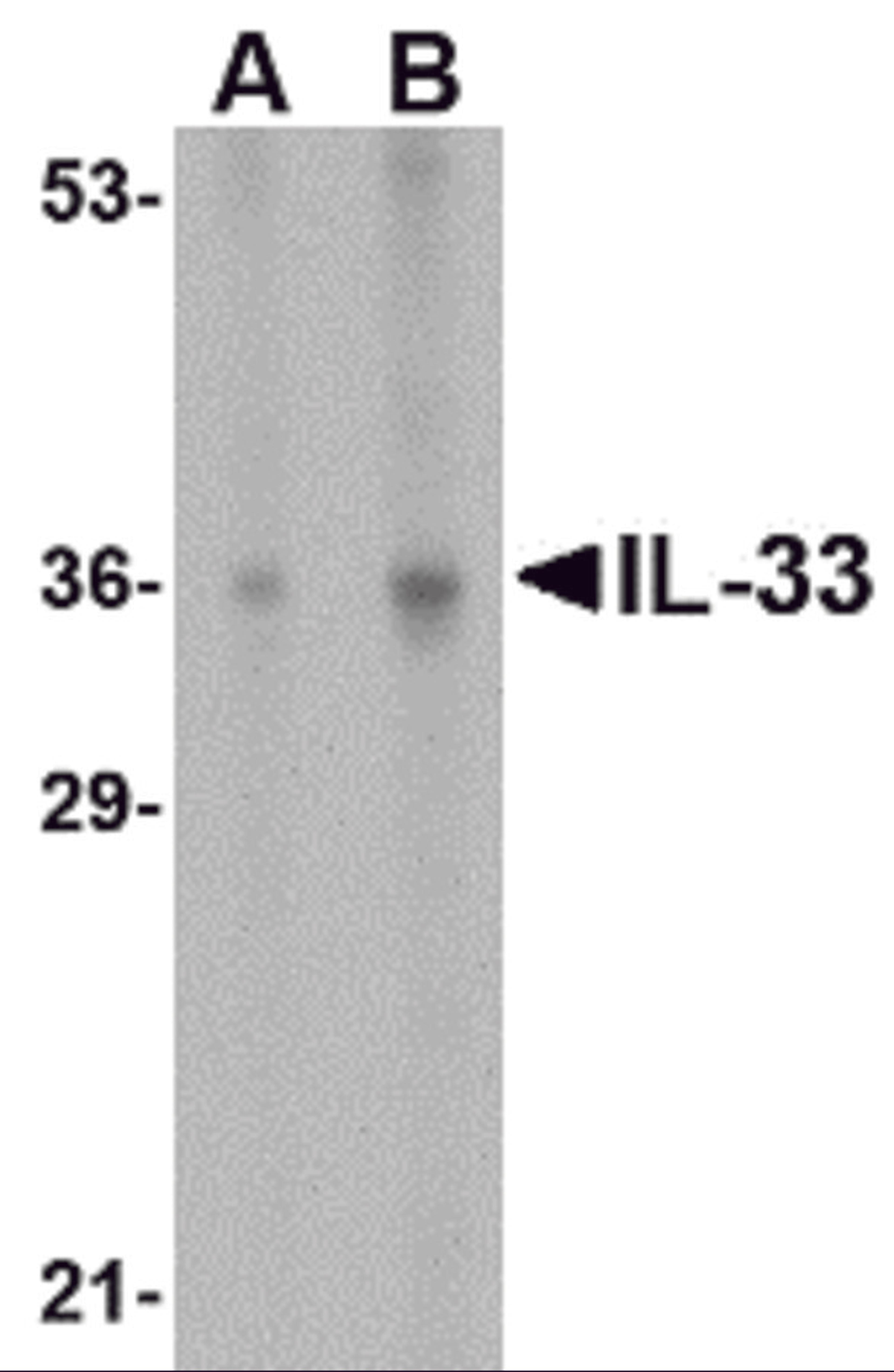 Western blot analysis of IL-33 in human lymph node tissue lysate with IL-33 antibody at (A) 1 and (B) 2 &#956;g/mL.