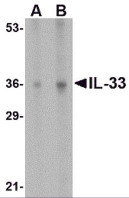 Western blot analysis of IL-33 in human lymph node tissue lysate with IL-33 antibody at (A) 1 and (B) 2 μg/mL.