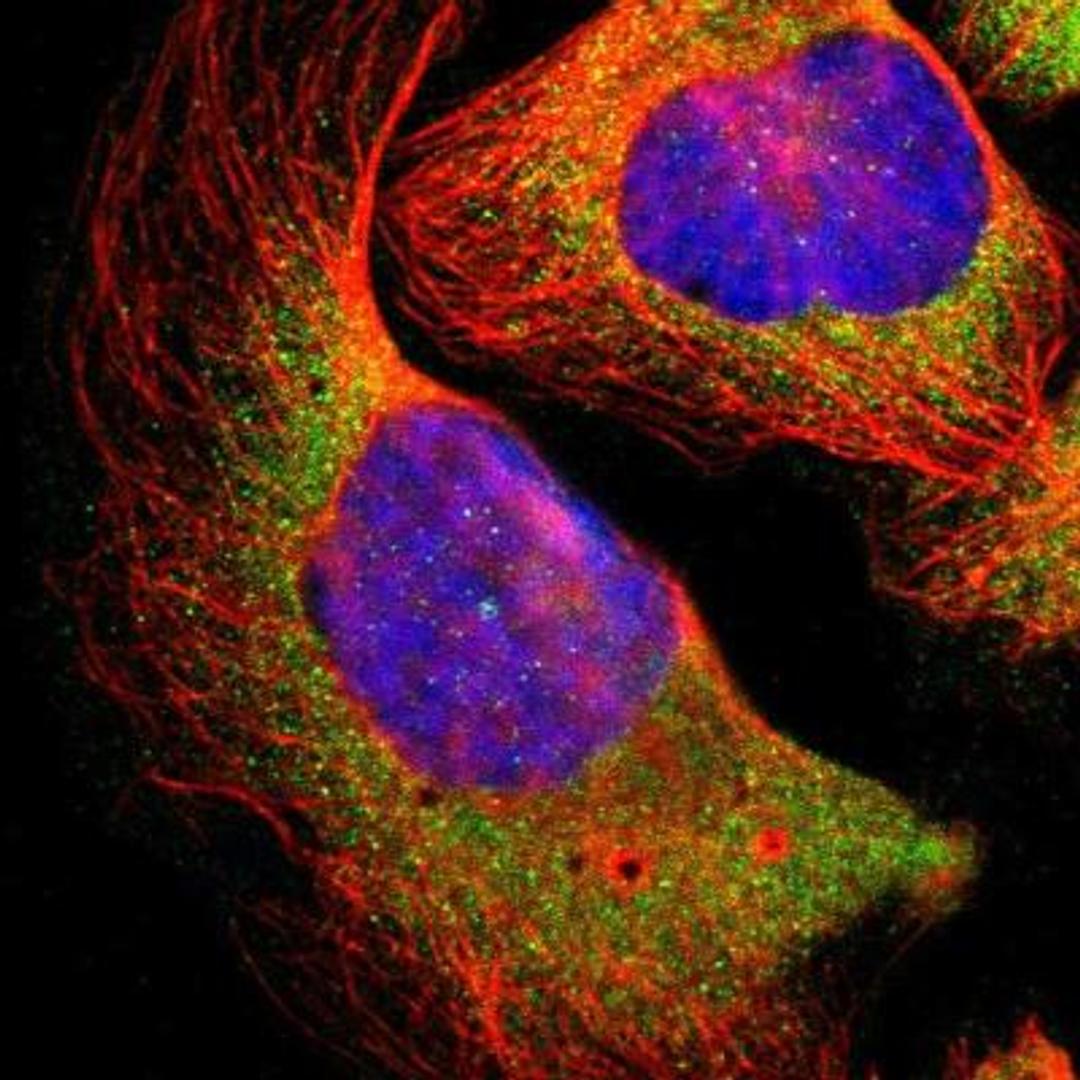 Immunocytochemistry/Immunofluorescence: FARP1 Antibody [NBP1-84571] - Staining of human cell line U-2 OS shows positivity in cytoplasm.