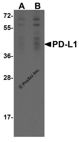 Western blot analysis of PD-L1 in overexpressing HEK293 cells PD-L1 antibody at 0.25 and 0.5 &#956;g/ml