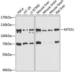 Western blot - MTSS1 antibody (A11697)