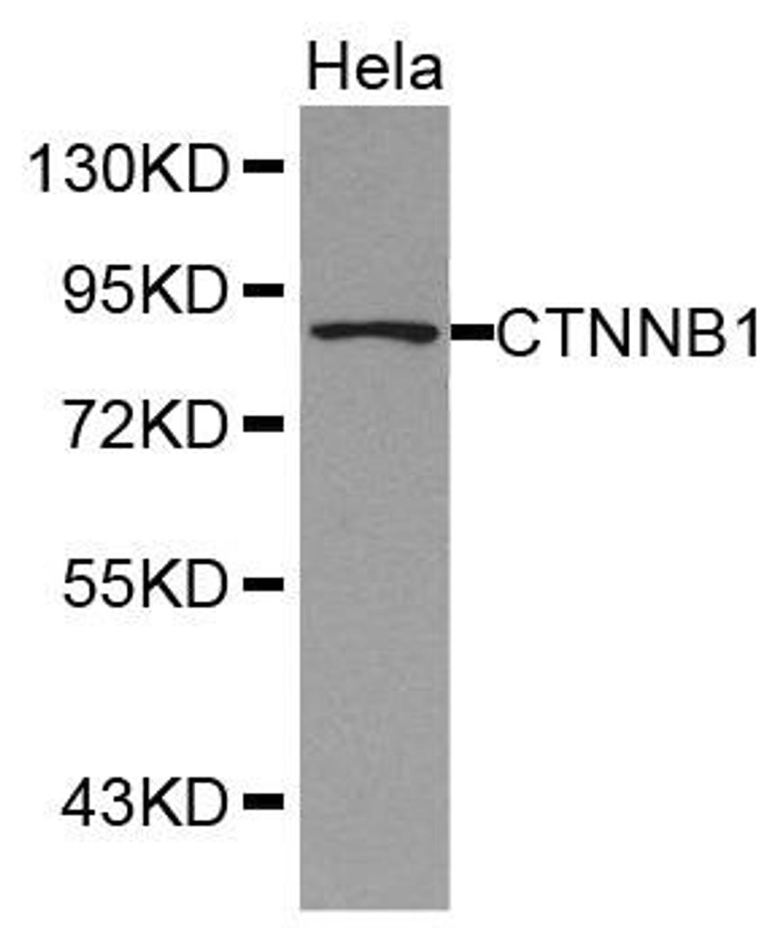 Western blot analysis of extracts of HeLa cell lines using CTNNB1 antibody