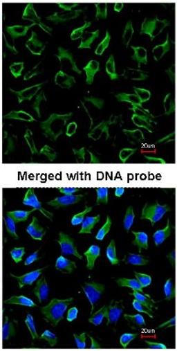 Immunocytochemistry/Immunofluorescence: Natriuretic Peptide Receptor C Antibody [NBP1-31365] - Immunofluorescence analysis of HeLa, using NBP1-31365 at 1:200 dilution.