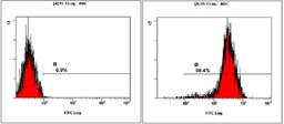 Flow Cytometry: OCT4 Antibody [NB100-2379] - Staining of NTERA-2  cells using NB100-2379 at a 1:50 dilution detected using Dylight-488 conjugated goat anti-rabbit secondary antibody.