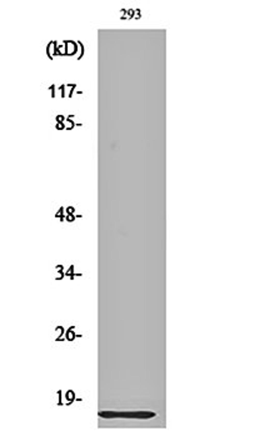 Western blot analysis of 293 cell lysates using Ribosomal Protein L35 antibody