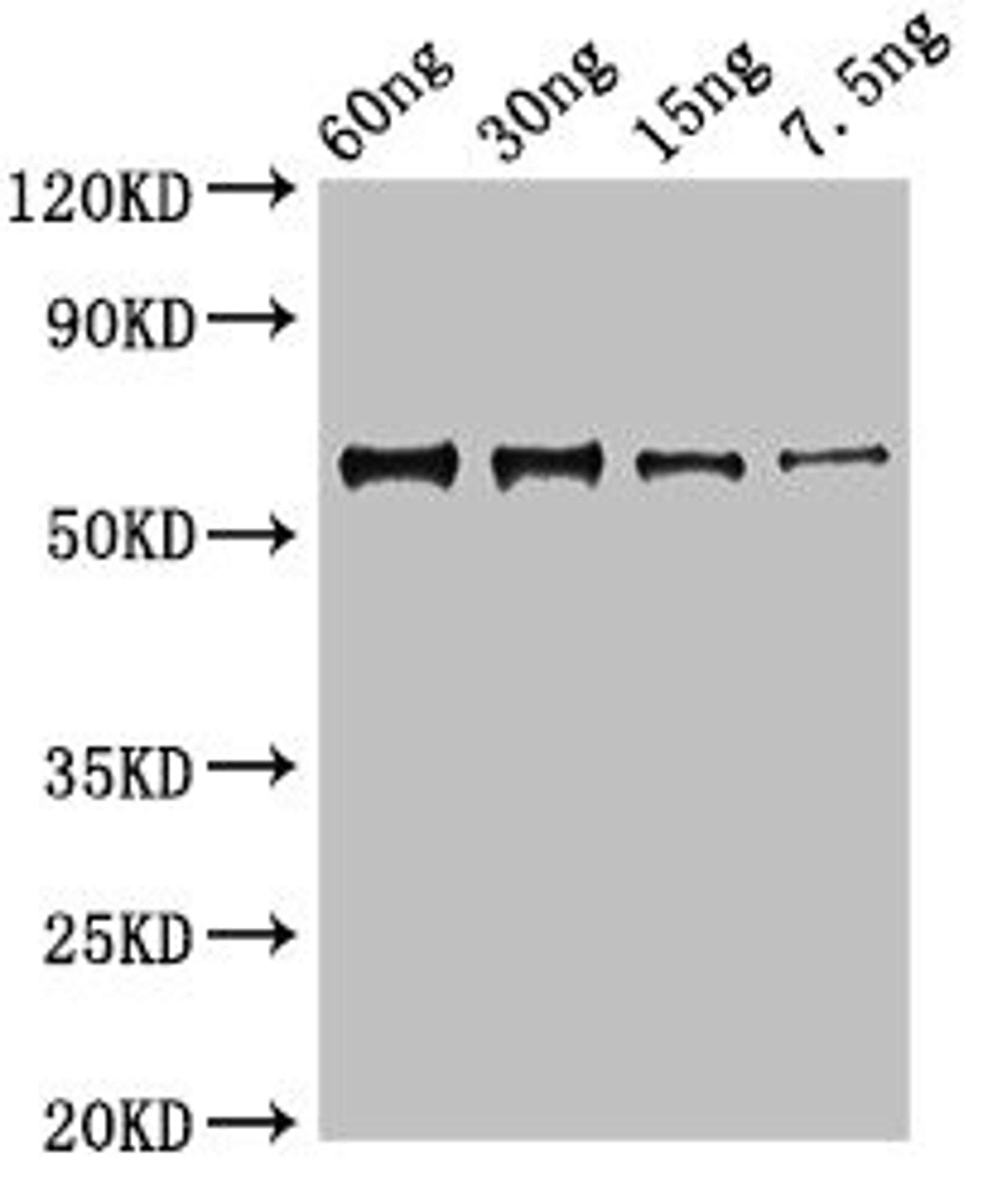 Western Blot. Positive WB detected in Recombinant protein. All lanes: N antibody at 3µg/ml. Secondary. Goat polyclonal to rabbit IgG at 1/50000 dilution. predicted band size: 64 kDa. observed band size: 64 kDa