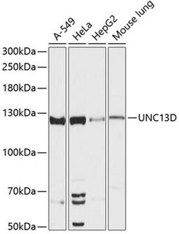 Western blot - UNC13D antibody (A13141)