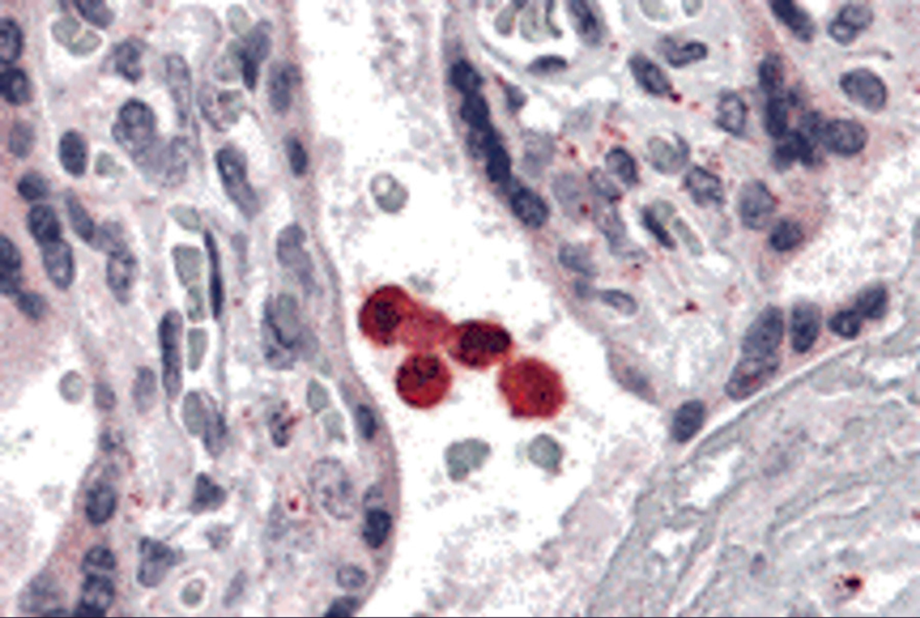 Immunohistochemistry of TLR4 in human placenta tissue with TLR4 antibody at 5 μg/mL.