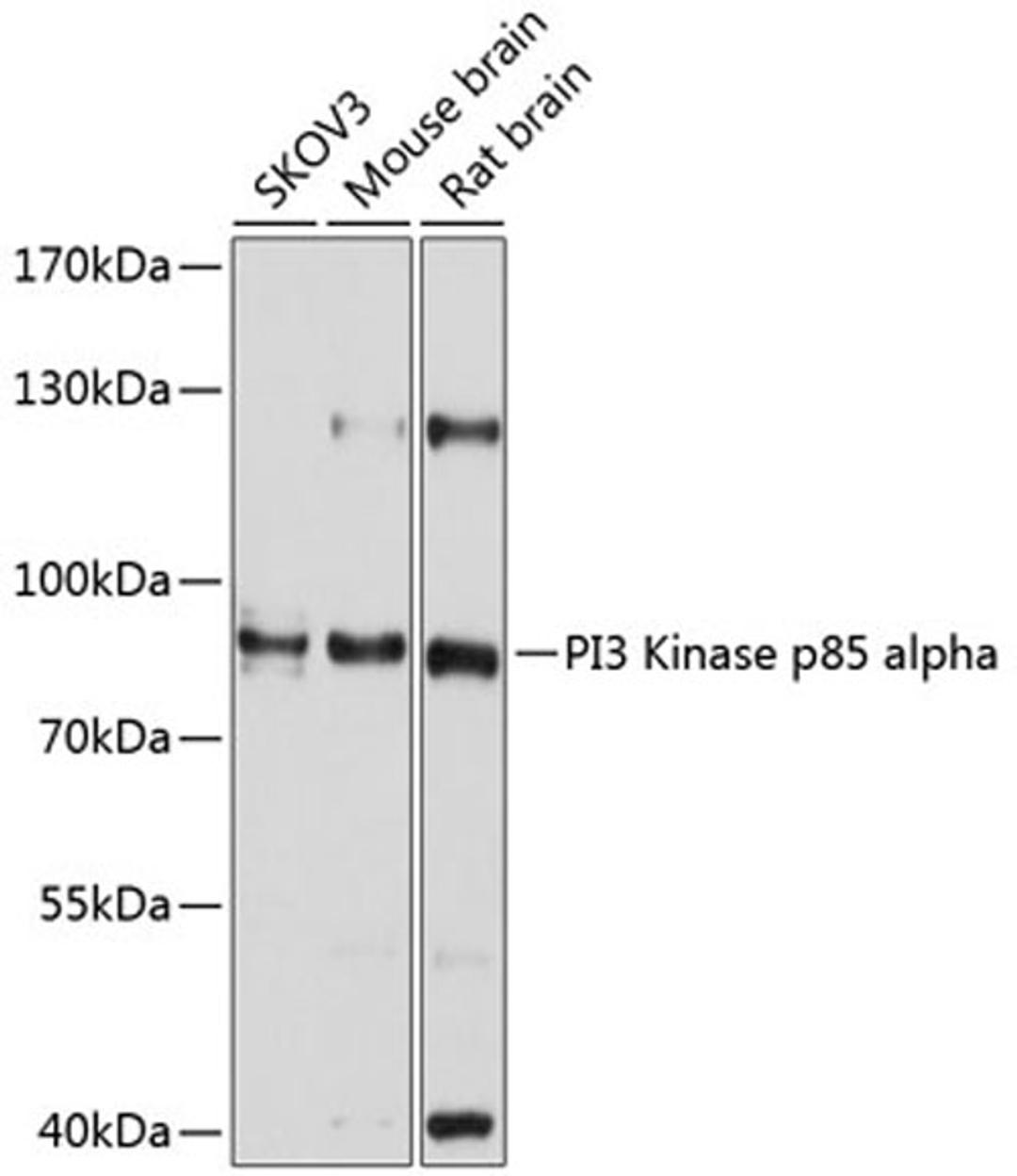 Western blot - PI3 Kinase p85 alpha antibody (A11526)