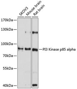 Western blot - PI3 Kinase p85 alpha antibody (A11526)