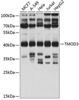 Western blot - TMOD3 antibody (A4671)