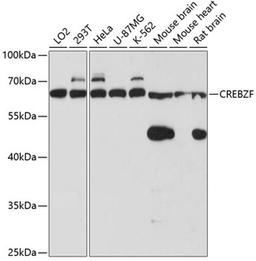 Western blot - CREBZF antibody (A3477)
