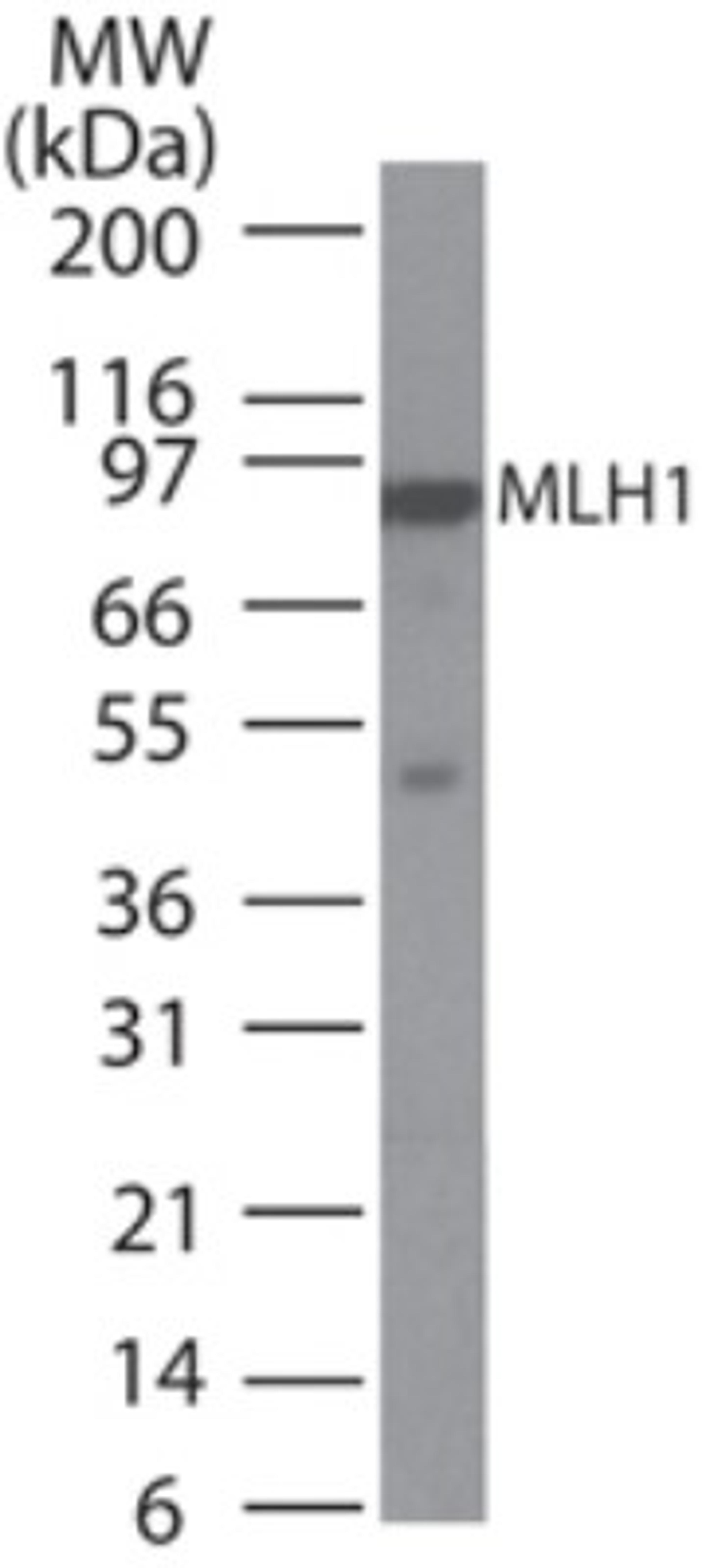 Western Blot: MLH1 Antibody (164C819) [NB100-56552] - Analysis of MLH1 in Daudi cell lysate using this antibody at 2 ug/ml.