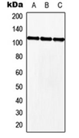 Western blot analysis of HEK293T (Lane 1), NIH3T3 (Lane 2), H9C2 (Lane 3) whole cell lysates using MKL2 antibody