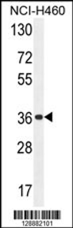 Western blot analysis in NCI-H460 cell line lysates (35ug/lane).