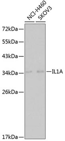 Western blot - IL1A antibody (A1316)