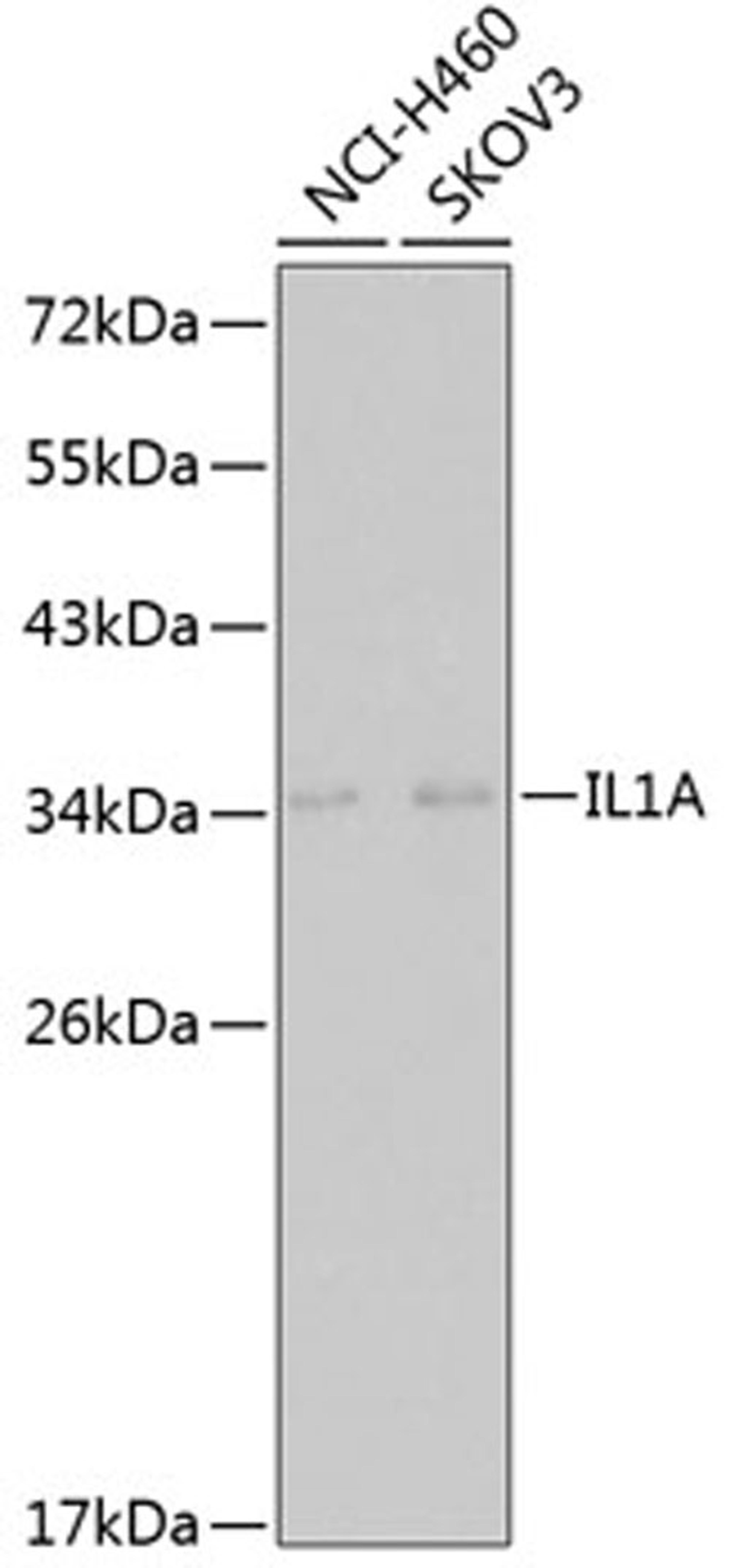 Western blot - IL1A antibody (A1316)