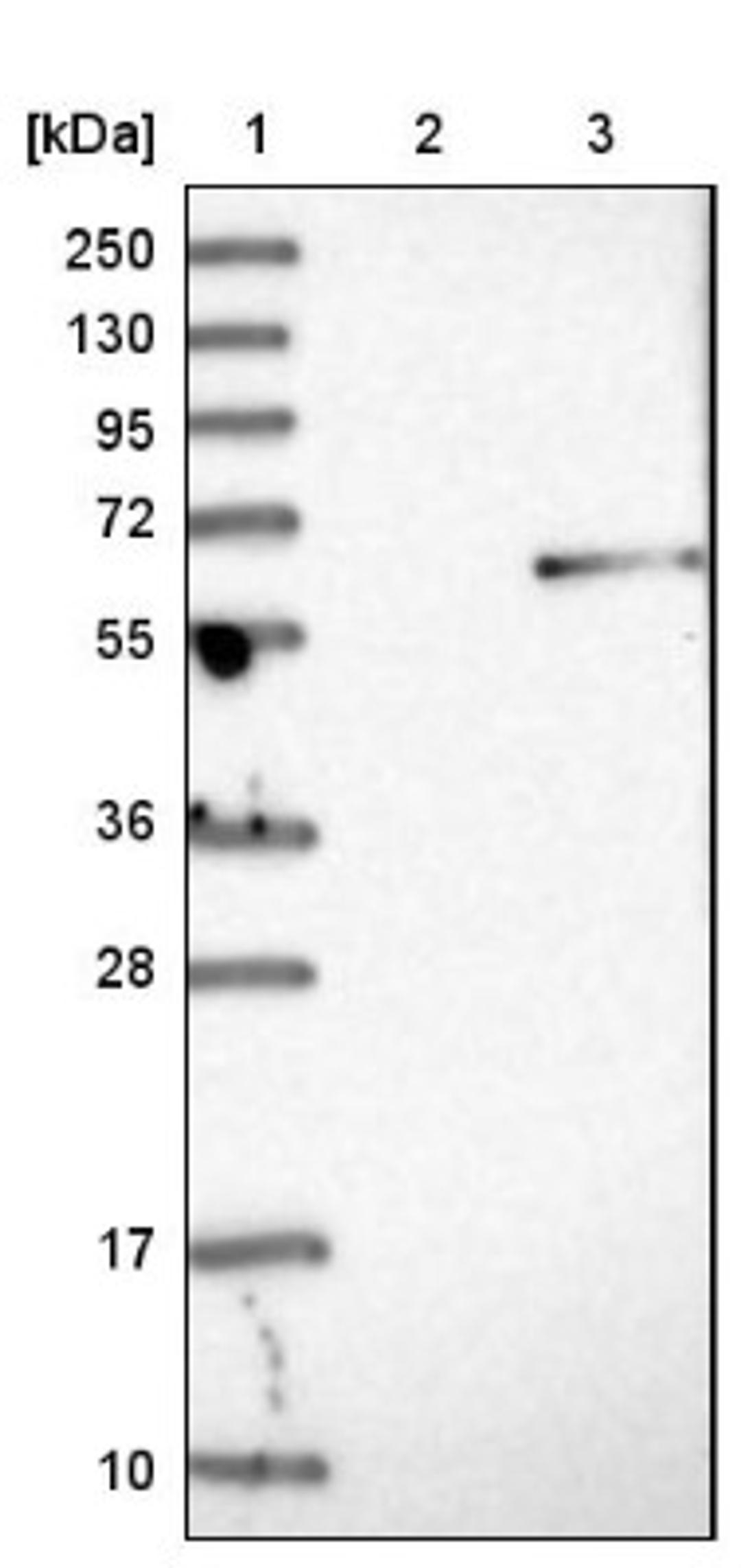 Western Blot: MANSC1 Antibody [NBP1-83871] - Lane 1: Marker [kDa] 250, 130, 95, 72, 55, 36, 28, 17, 10<br/>Lane 2: Negative control (vector only transfected HEK293T lysate)<br/>Lane 3: Over-expression lysate (Co-expressed with a C-terminal myc-DDK tag (~3.1 kDa) in mammalian HEK293T cells, LY413360)