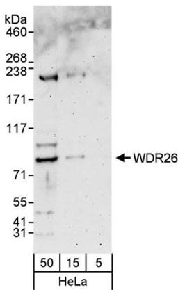 Detection of human WDR26 by western blot.