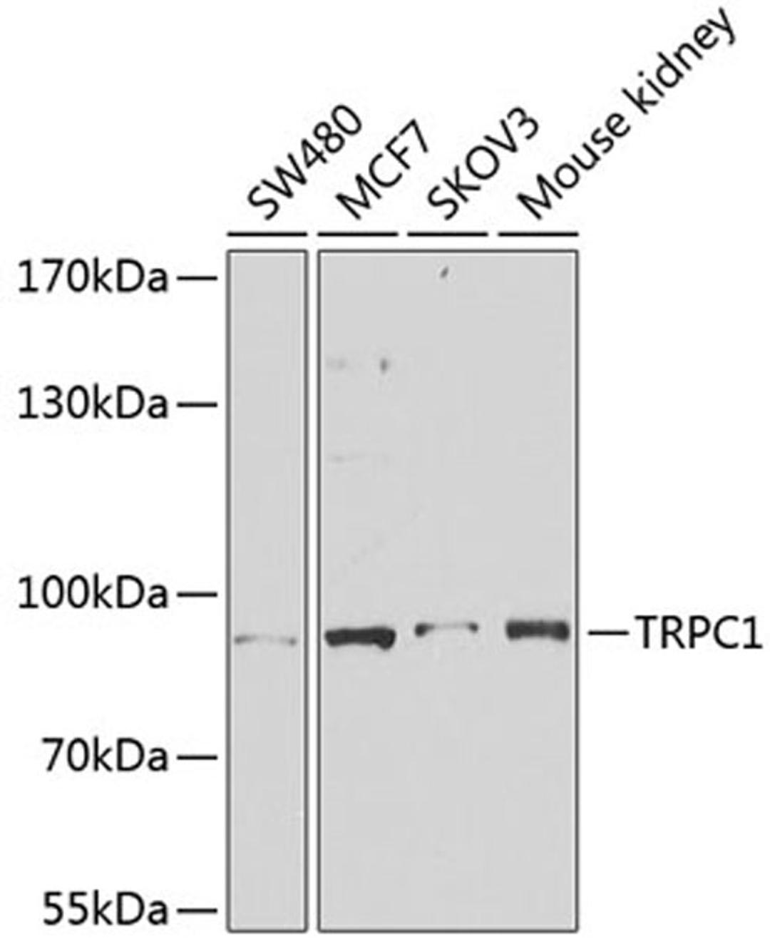 Western blot - TRPC1 antibody (A12525)